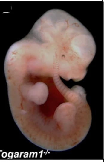 Open access visualization of Photo, Embryos, Null Mutations, Microphthalmia, Coloboma