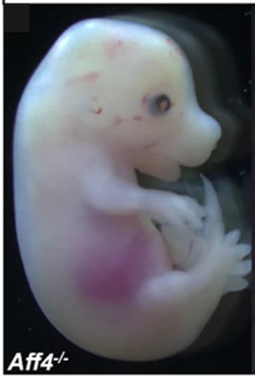 Open access visualization of Photo, Embryos, Null Mutations, Microphthalmia, Coloboma