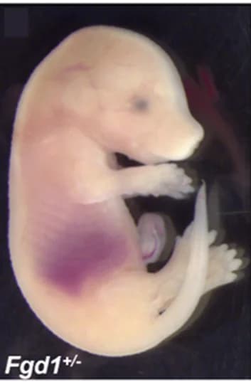 Open access visualization of Photo, Embryos, Null Mutations, Microphthalmia, Coloboma