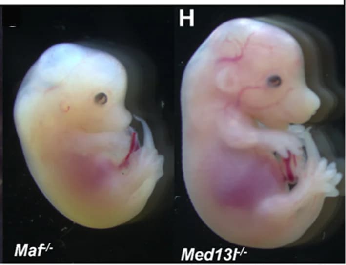 Open access visualization of Photo, Embryos, Null Mutations, Microphthalmia, Coloboma