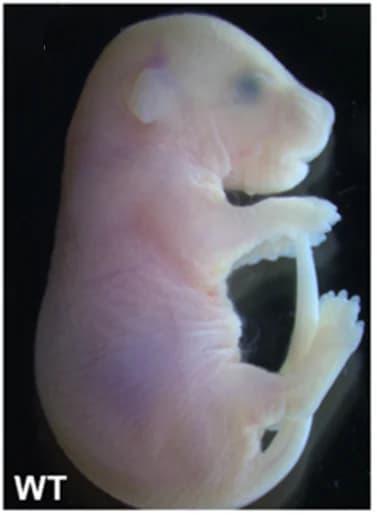 Open access visualization of Photo, Eyelid Fusion, Mutant Mice, Wild-type Mice