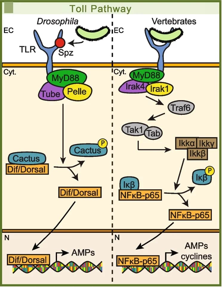 Open access visualization of Workflow, Flowchart, Illustration, Toll Pathway, Metazoans