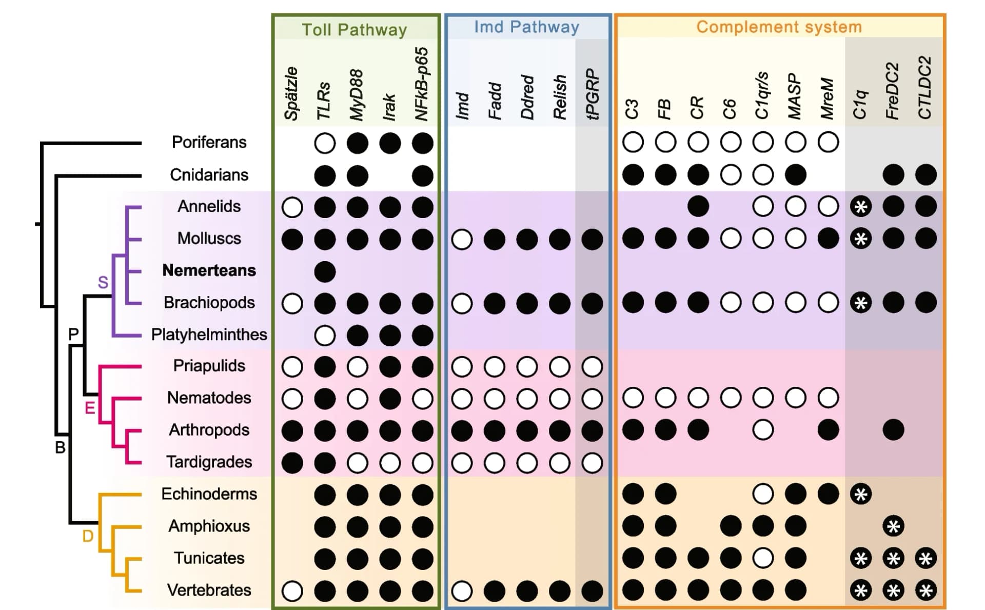 Open access visualization of Illustration, Proteins, Toll Pathway, Imd Pathway, Complement System