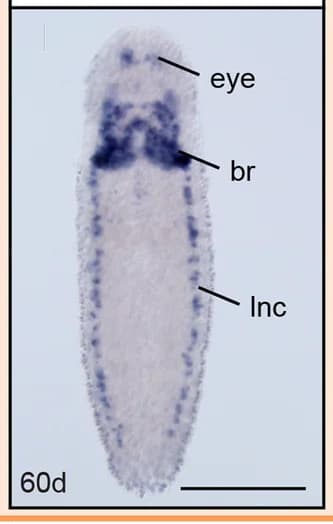 Open access visualization of Microscopy, WMISH, Lectins, C1q family, Lineus ruber