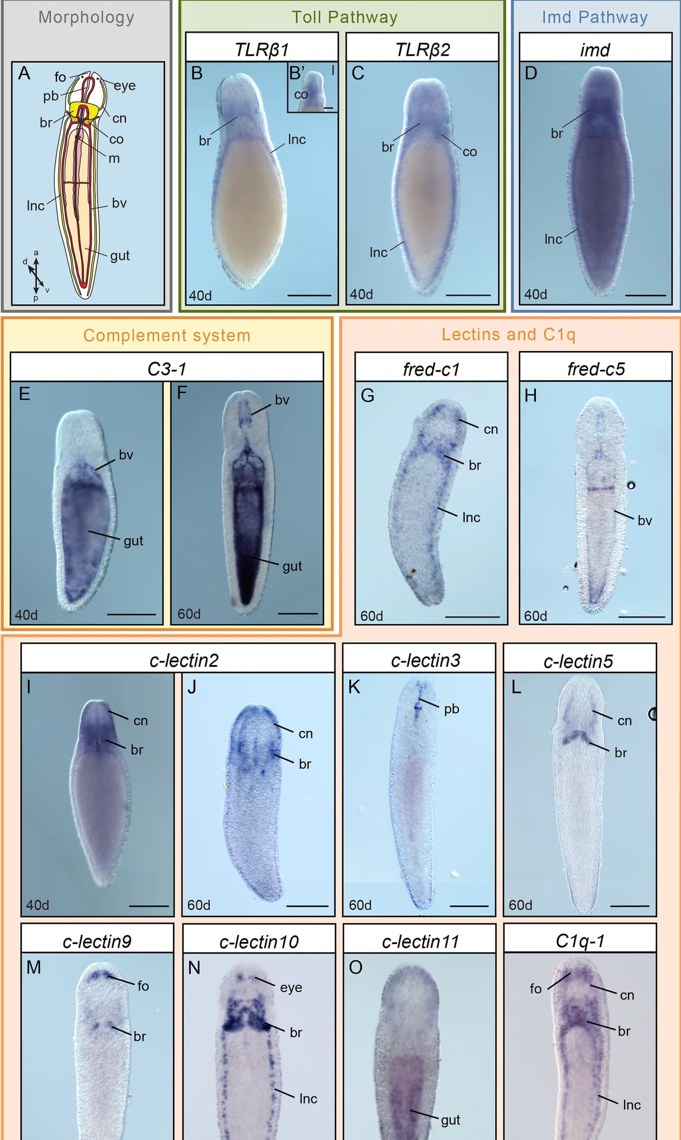 Open access visualization of Microscopy, WMISH, Lectins, C1q family, Lineus ruber
