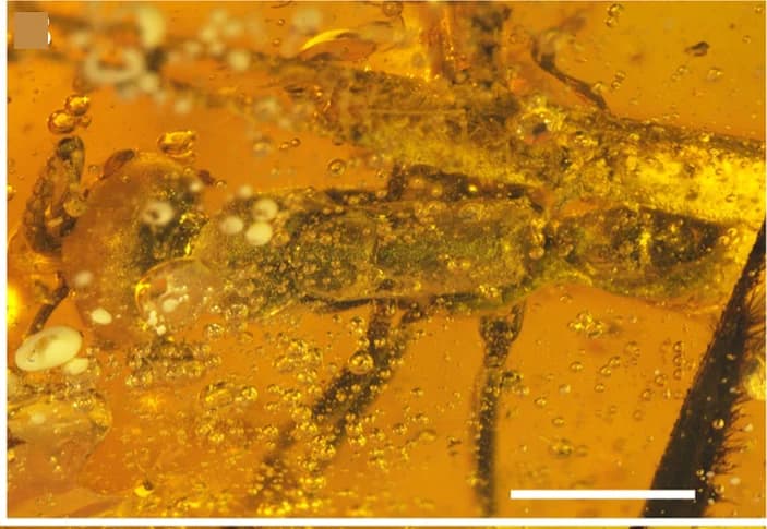 Open access visualization of Microscopy, Photo, Body, Dorsal View