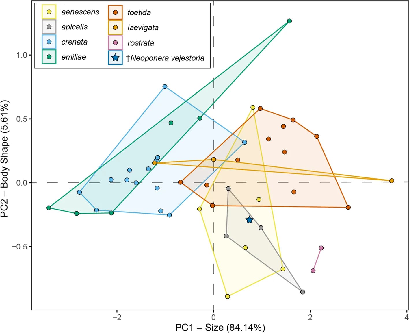 Open access visualization of Scatter Plot, PCA, Principal Component Analysis, Morphospace, Neoponera Ants