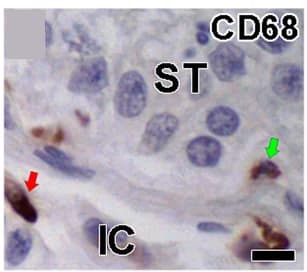 Open access visualization of Microscopy, Macrophages, Seminiferous Tubule, Interstitial Area