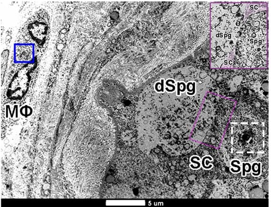 Open access visualization of Microscopy, Seminiferous Tubule, Macrophage, Tunica Propria, Replication Membranous Web