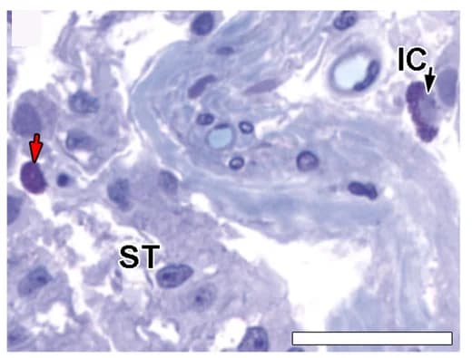 Open access visualization of Microscopy, Mast Cells, Seminiferous Tubules