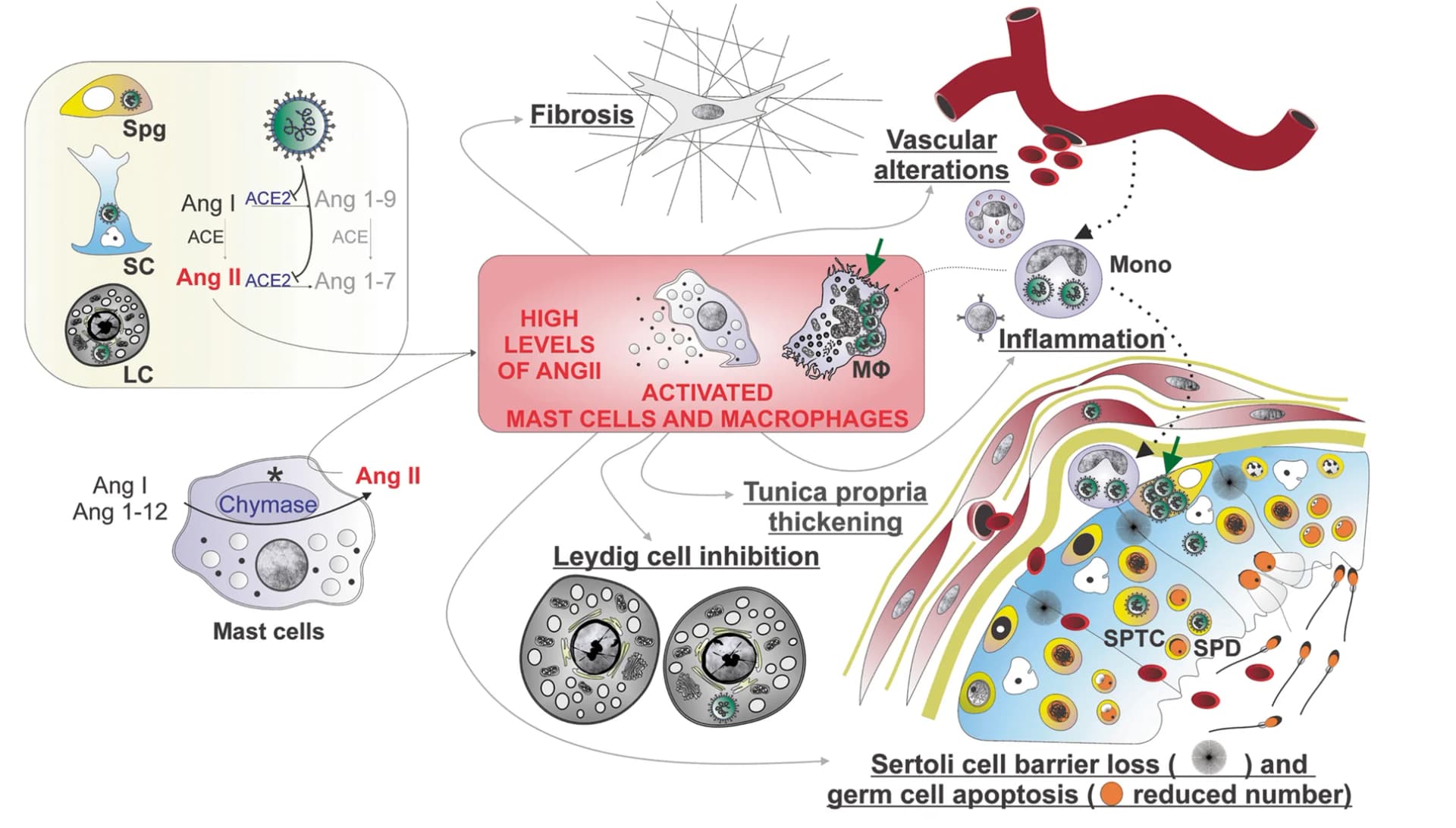 Open access visualization of Illustration, Workflow, SARS-CoV-2, Spermatogonial Cells, Sertoli Cells