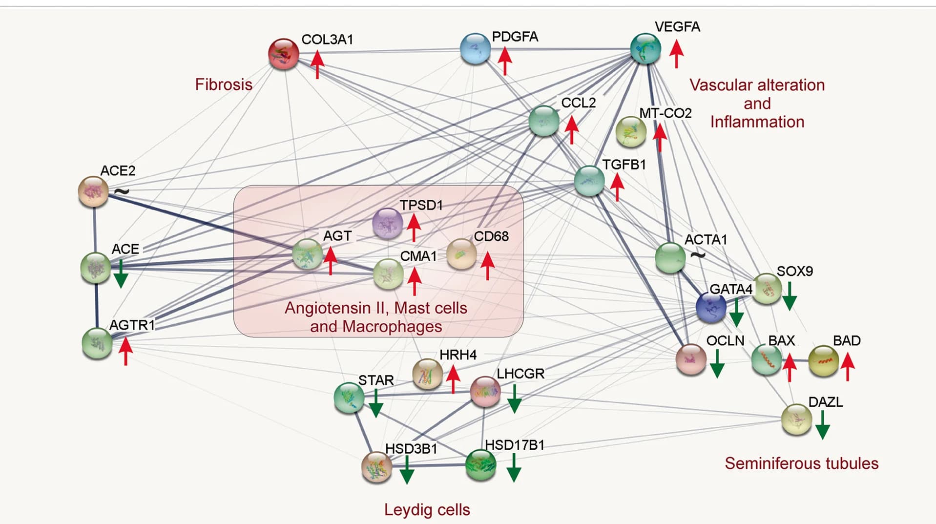 Open access visualization of Network, Pathway, Angiotensin II, Mast Cells, Macrophages