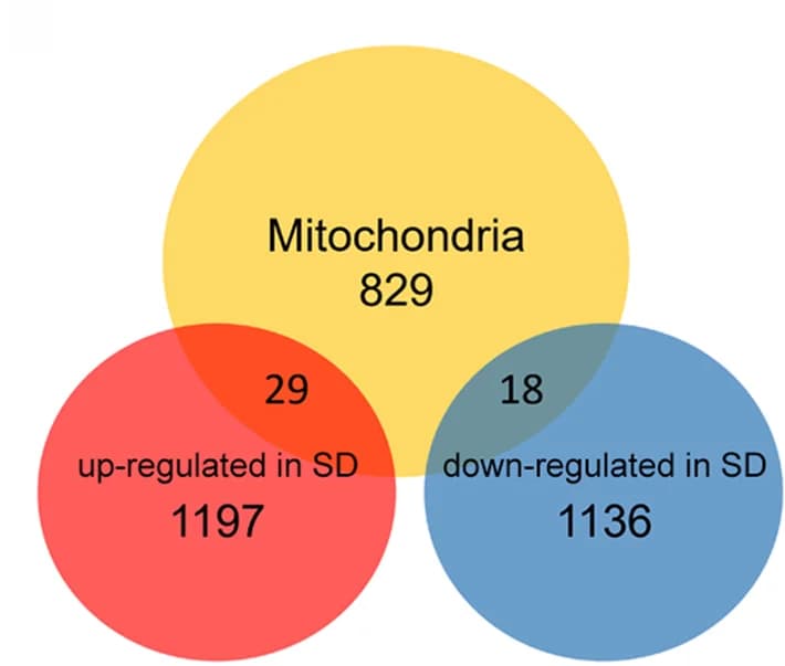 Open access visualization of Venn Diagram, Venn Diagrams, Mitochondrial Genes, Upregulated, Downregulated