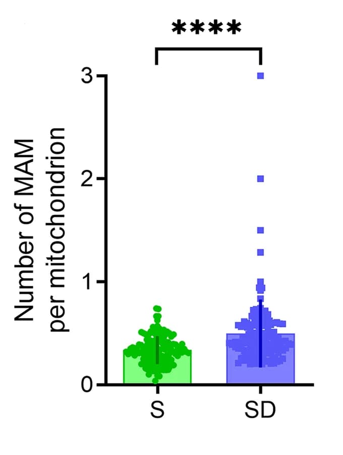 Open access visualization of Bar Plot, Error Bars, Scatter Plot, MAM Number, S