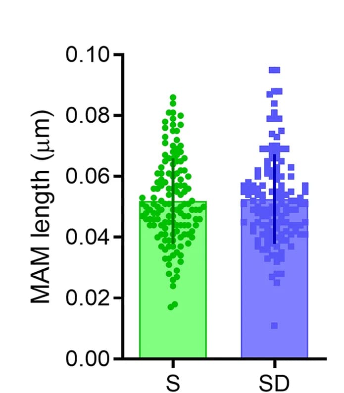 Open access visualization of Bar Plot, Error Bars, MAM Length, S, SD