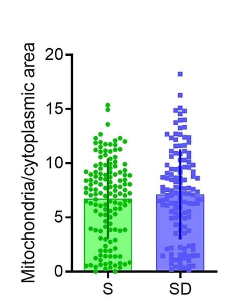 Open access visualization of Bar Plot, Scatter Plot, Error Bars, Mitochondrial Size, S