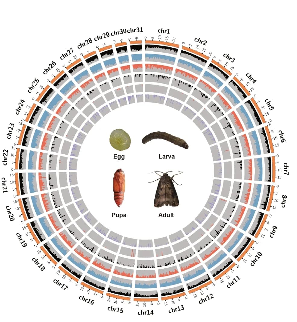 Open access visualization of Histogram, Genome, Expression, Chromosomes, Guanine