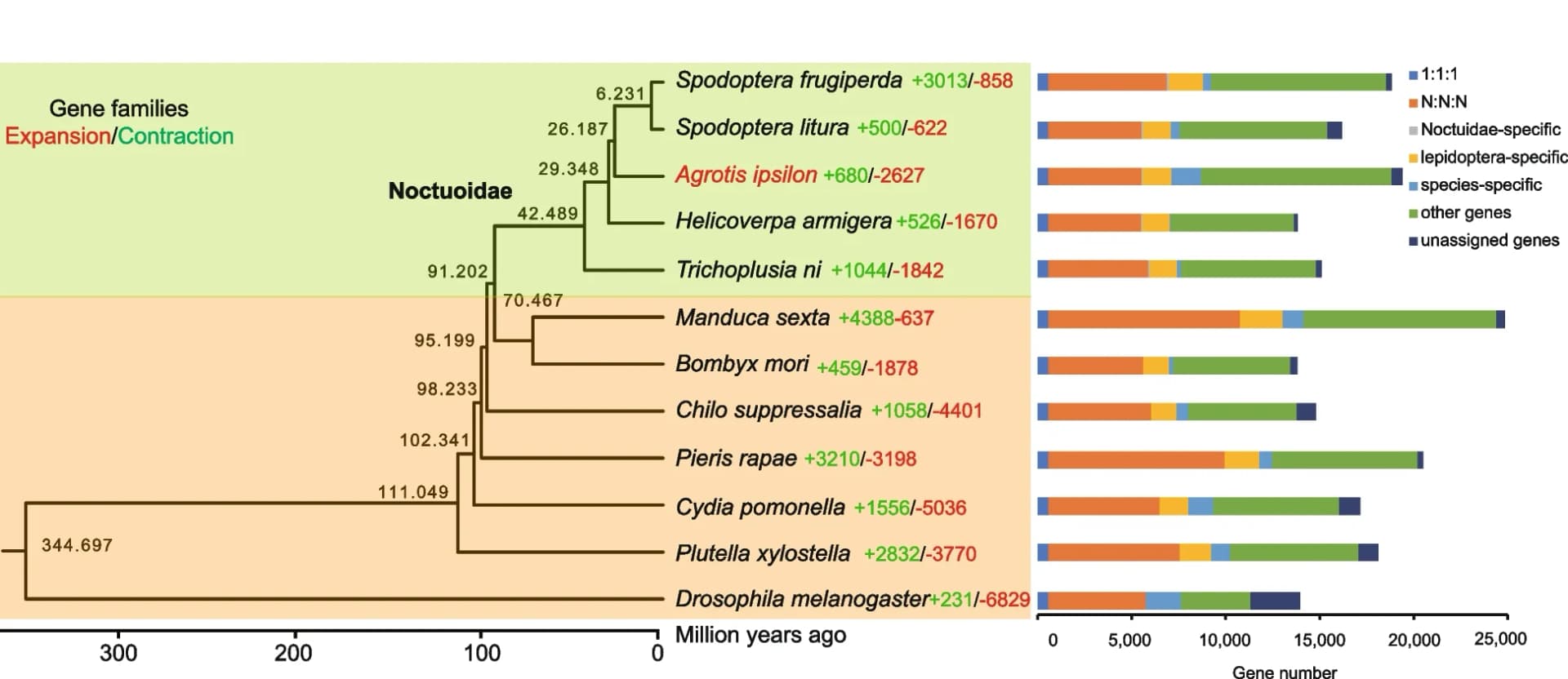 Open access visualization of Bar Plot, Stacked Bar Plot, Phylogenetic relationship, Orthological comparison, Insects