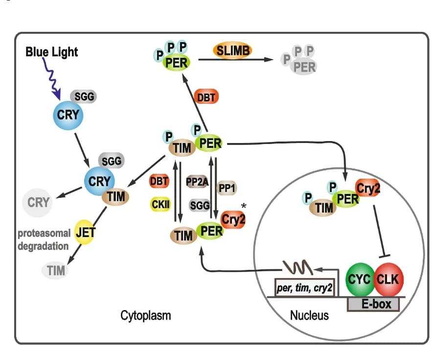 Open access visualization of Workflow, Flowchart, Illustration, Clock Mechanism, Transcriptional Feedback Loop