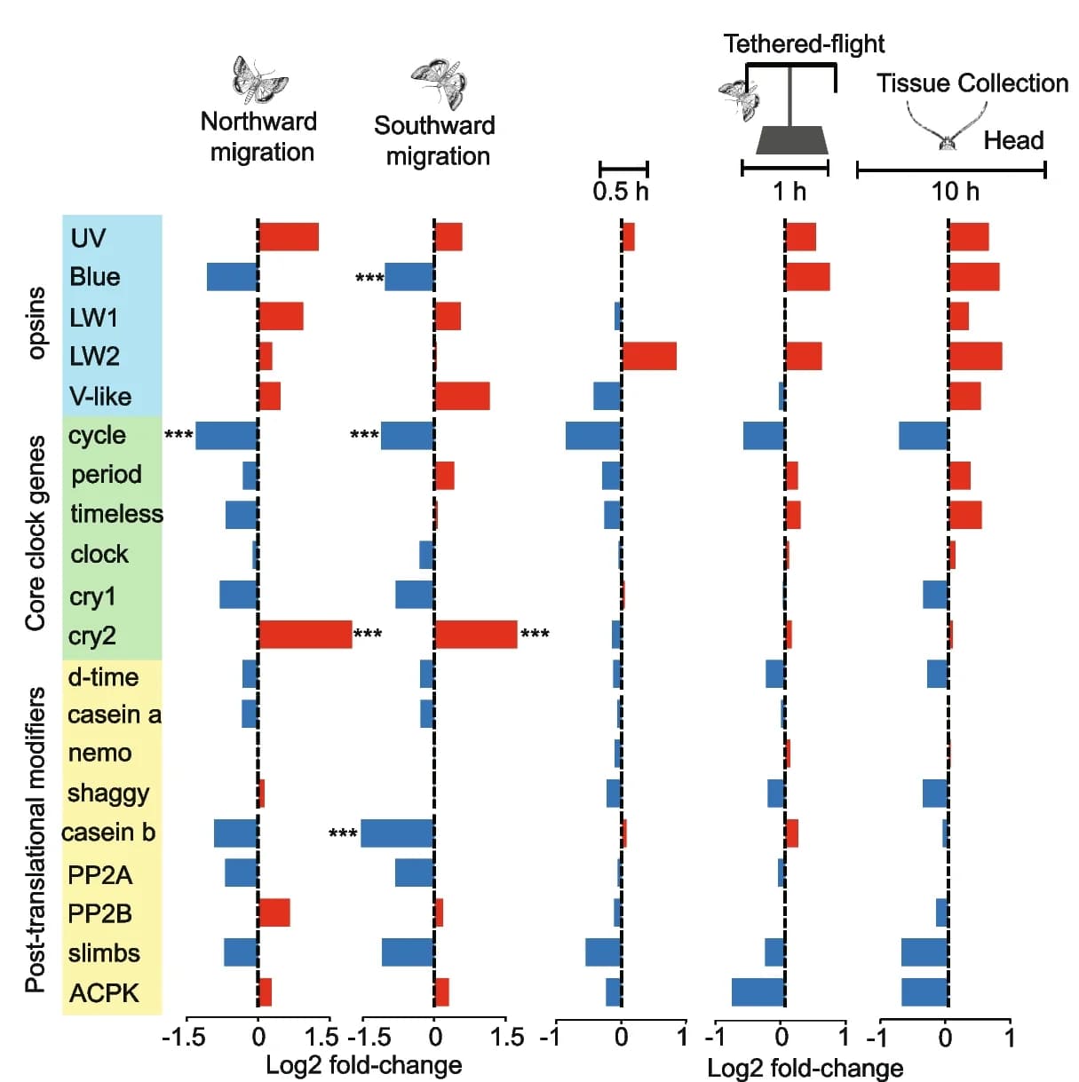Open access visualization of Bar Plot, Circadian Rhythm Genes, Northward-Migrating Moths, Southward-Migrating Moths, Tethered-Flight Moths