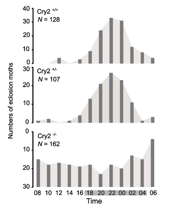 Open access visualization of Bar Plot, Line Plot, AiCry2, Adult Eclosion, Constant Darkness