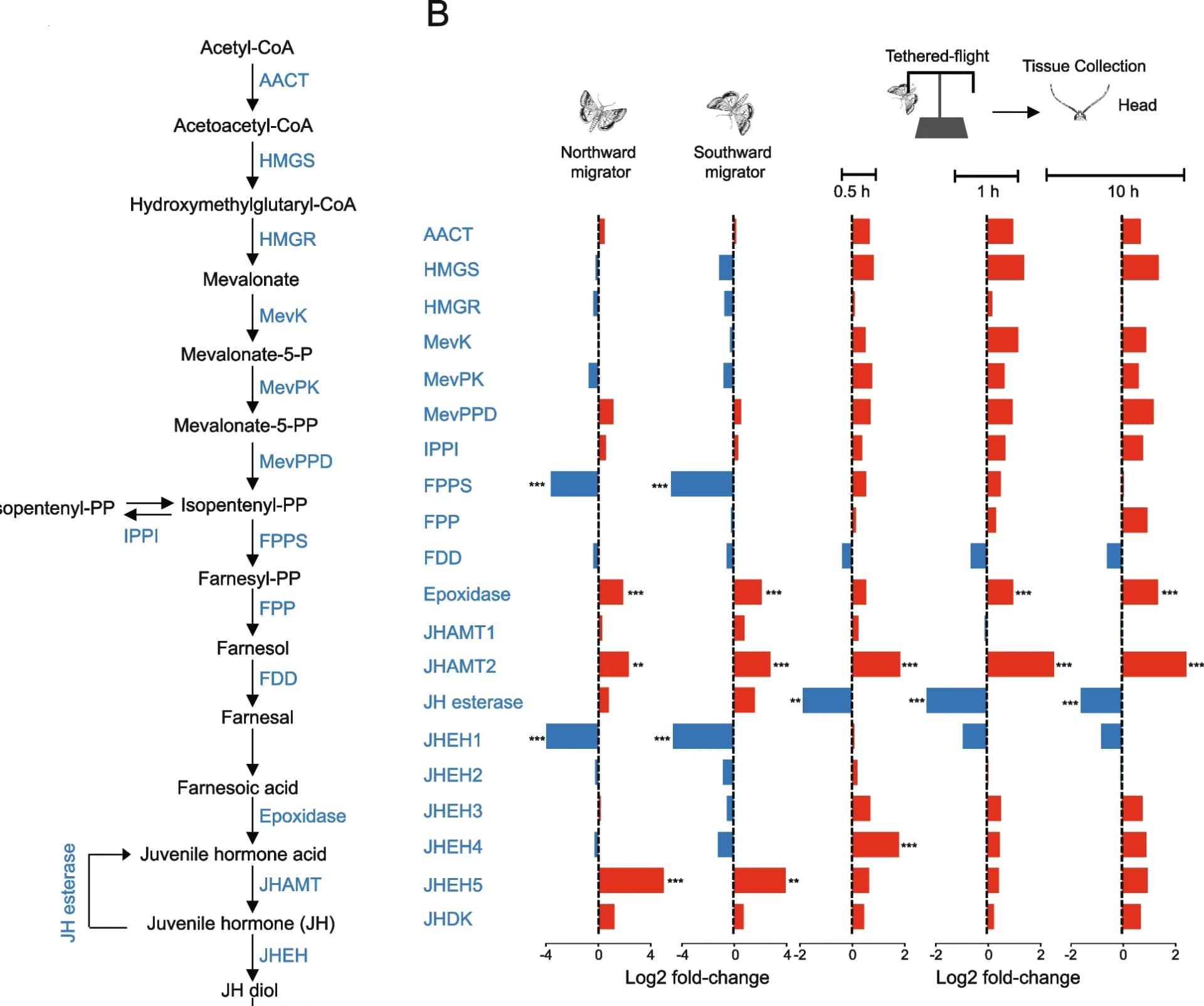 Open access visualization of Bar Plot, Workflow, Juvenile Hormone, Biosynthesis, Degradation