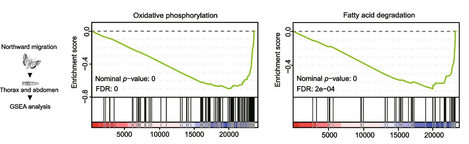 Open access visualization of Line Plot, Illustration, GSEA Analysis, Northward-Migrating Moths, Oxidative Phosphorylation