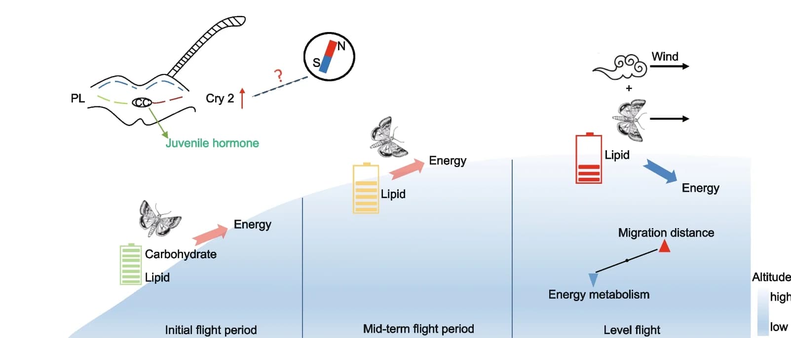 Open access visualization of Illustration, Workflow, Energy Supply Model, A. ipsilon, Flight