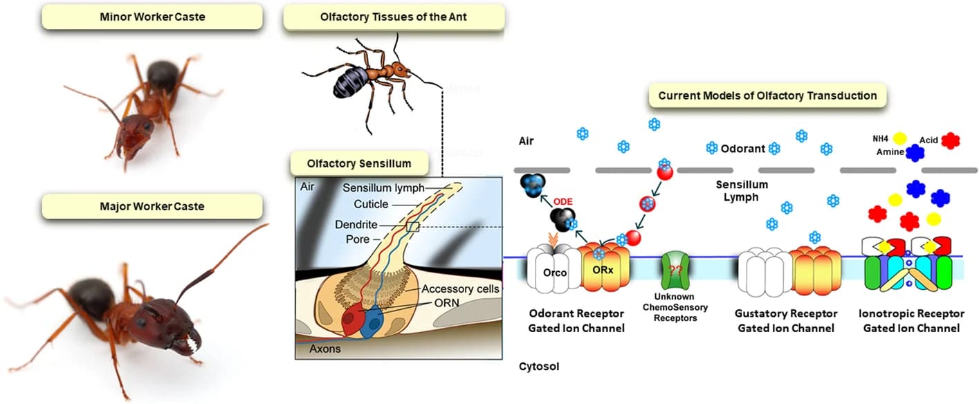 Open access visualization of Workflow, Illustration, Photo, Olfactory System, C. floridanus