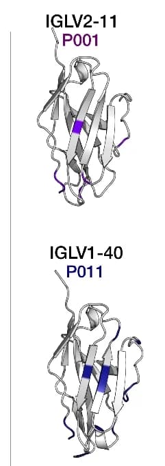Open access visualization of Protein Structure, Three-Dimensional Structural Models, Variable Regions, Lambda, PyMOL