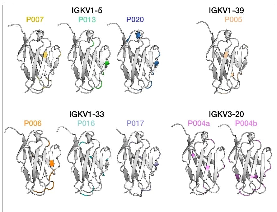 Open access visualization of Protein Structure, Three-Dimensional Structural Models, Variable Regions, Kappa, PyMOL