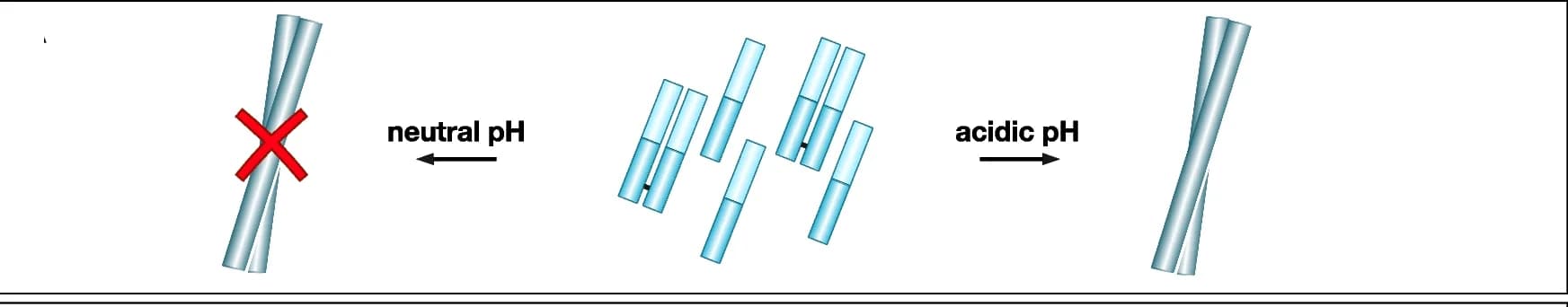 Open access visualization of Workflow, Illustration, Amyloid Fibrils, IgLCs, pH