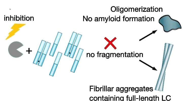 Open access visualization of Workflow, Illustration, Protease Inhibitors, Amyloid Fibril Formation, IgLCs