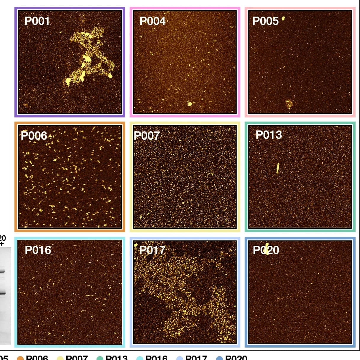 Open access visualization of Microscopy, Gel, AFM Height Images, Aggregation Assay