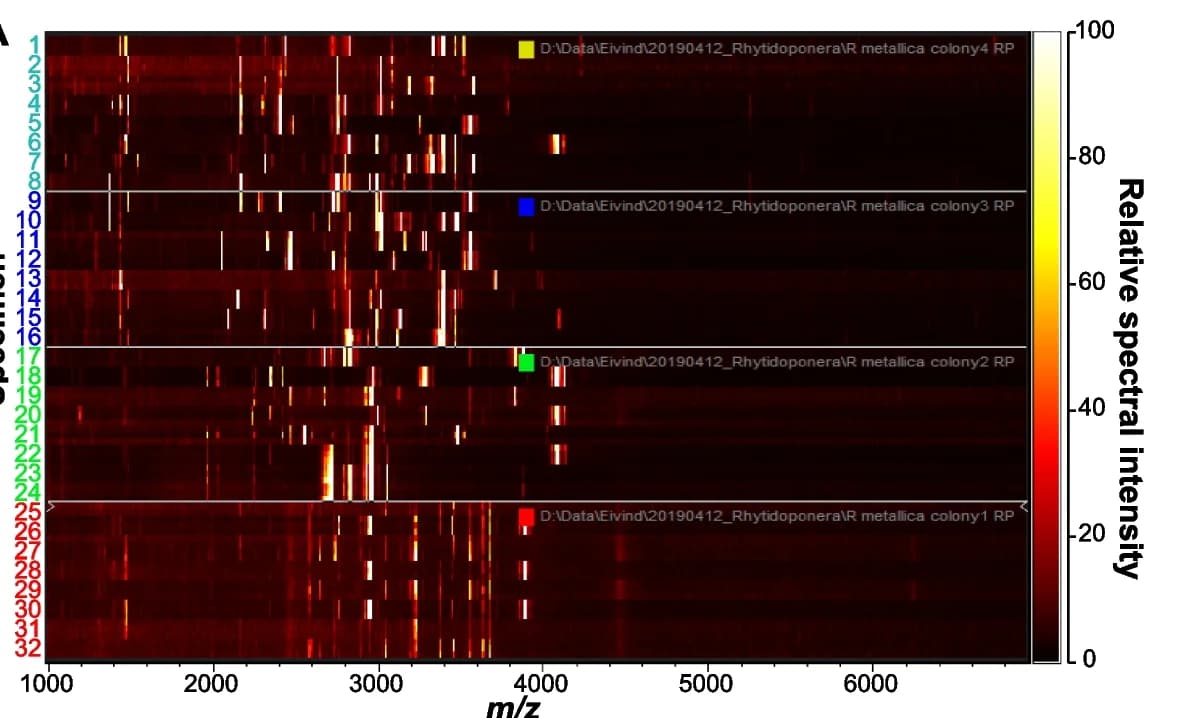 Open access visualization of Heatmap, Principal Component Analysis, MALDI MS, R. metallica, Colony-specific clusters