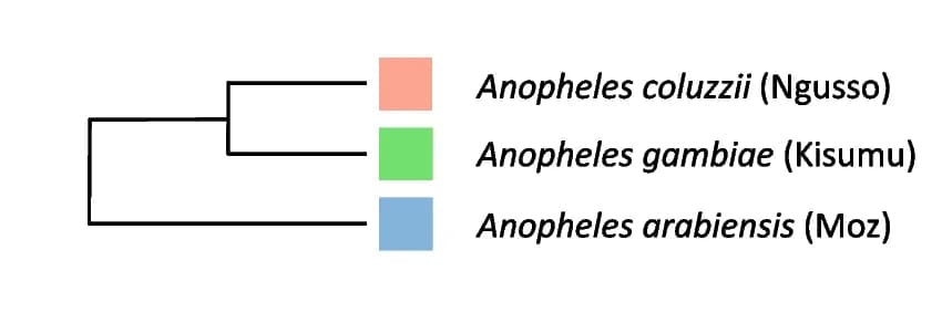 Open access visualization of Network, Pathway, Genetic relatedness, Anopheles arabiensis, Anopheles coluzzii