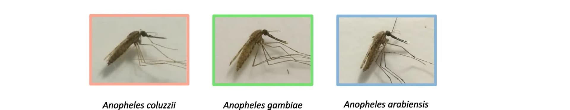 Open access visualization of Photo, Anopheles arabiensis, Anopheles coluzzii, Anopheles gambiae