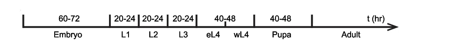 Open access visualization of Line Plot, Line Step, Ae. aegypti, Embryo, Vasa