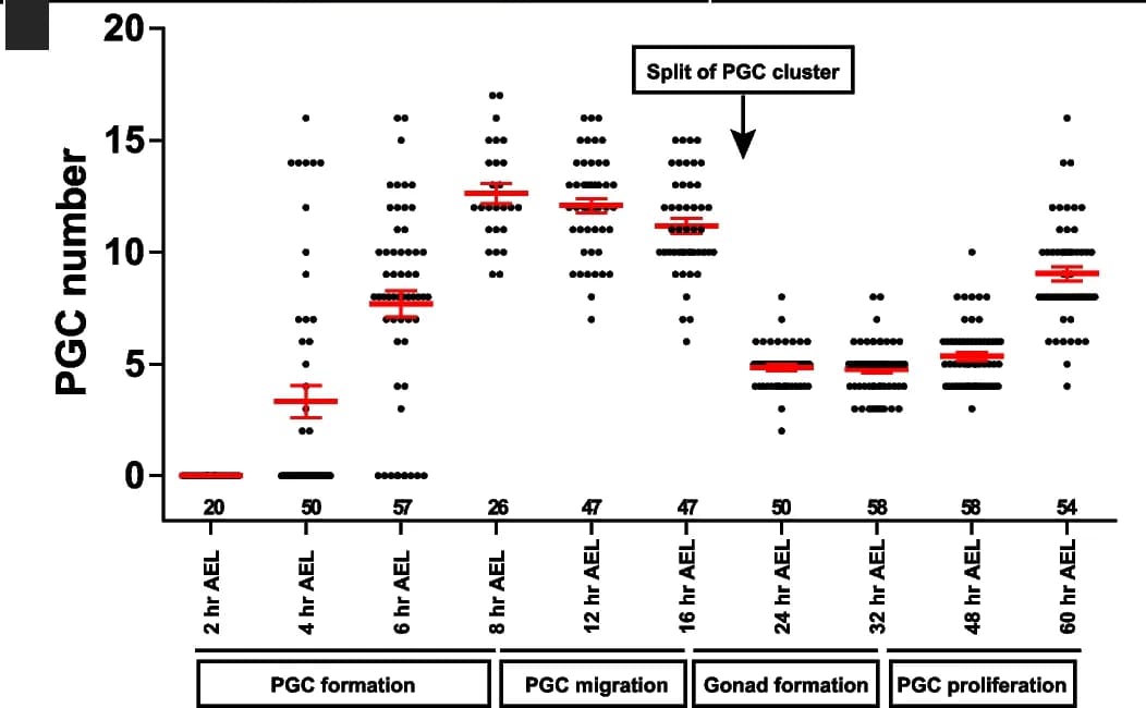 Open access visualization of Scatter Plot, Error Bars, PGCs, Embryo, Gonad Formation
