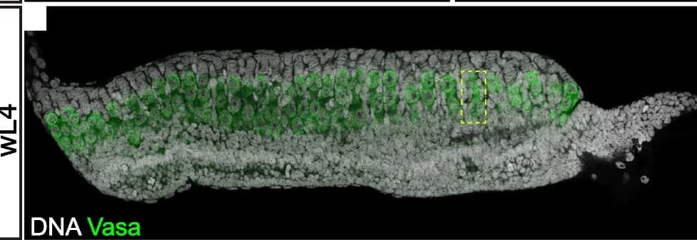 Open access visualization of Microscopy, Germline, wL4 Stage, Vasa, DNA