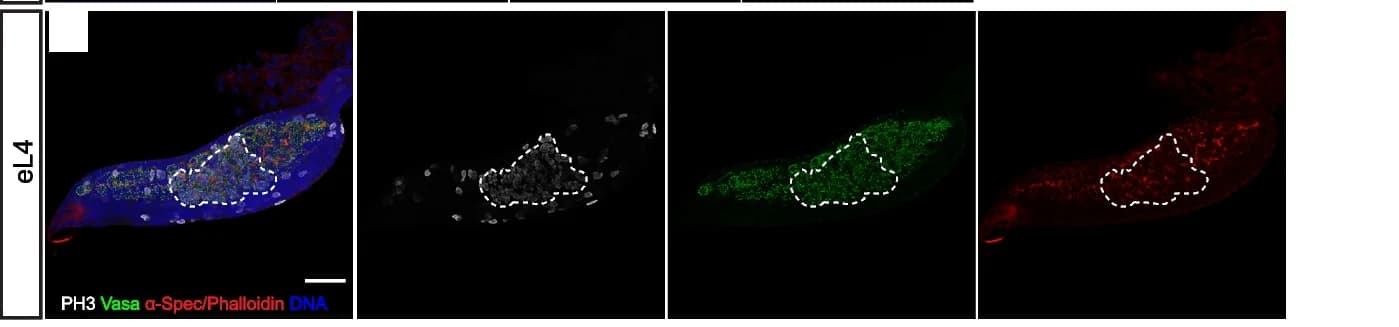 Open access visualization of Microscopy, Germline, Vasa, alpha-Spec, Phalloidin