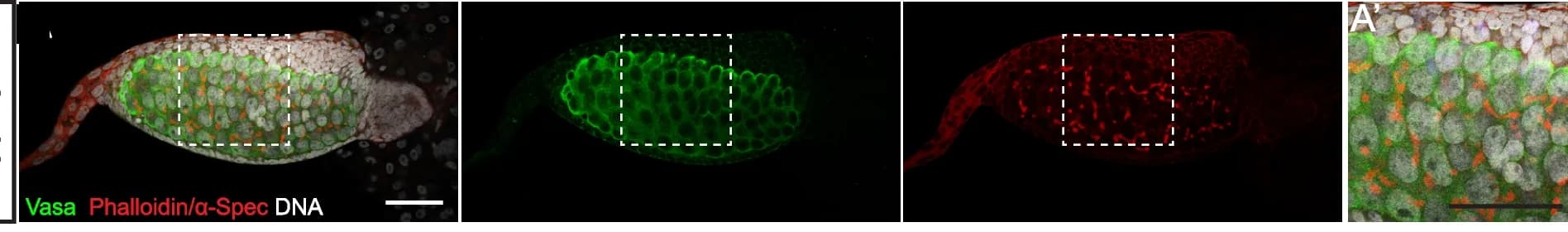 Open access visualization of Microscopy, Confocal Images, Ovaries, Vasa, alpha-Spec