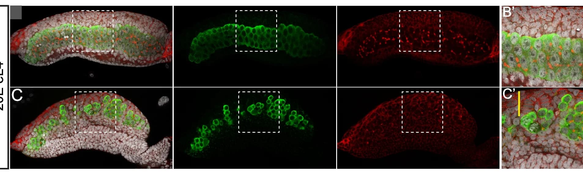 Open access visualization of Microscopy, Ovary, PGC mass, 20E