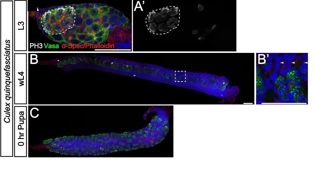 Open access visualization of Microscopy, L3, Ovary, Culex quinquefasciatus, Vasa