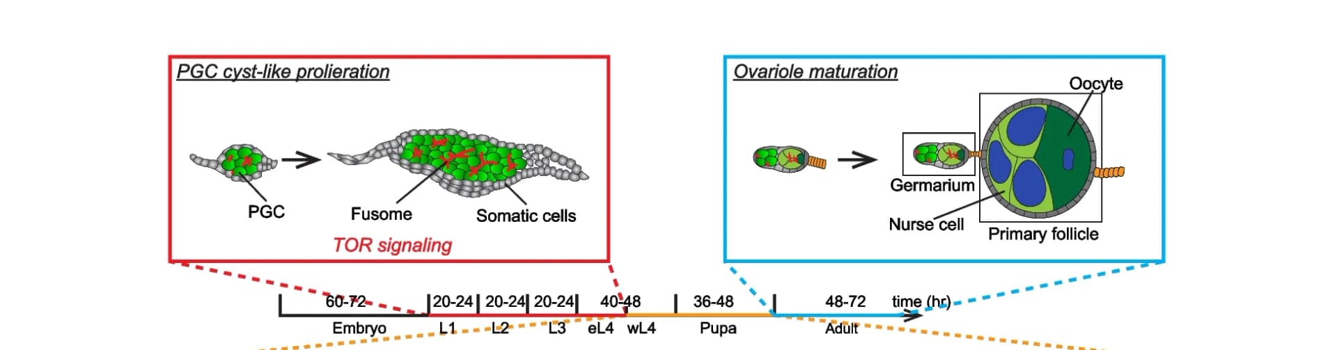 Open access visualization of Illustration, Workflow, Ovary Development, Mosquitoes, PGC Cyst