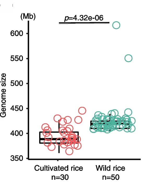 Open access visualization of Box Plot, Scatter Plot, Genome Size, Cultivated Rice, Wild Rice