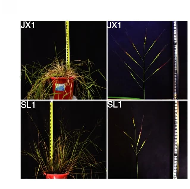 Open access visualization of Photo, Phenotype, Plant, Panicle, JX1