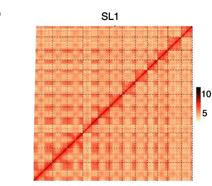 Open access visualization of Heatmap, Chromosome Heatmap, Hi-C Data, SL1, Genome-wide