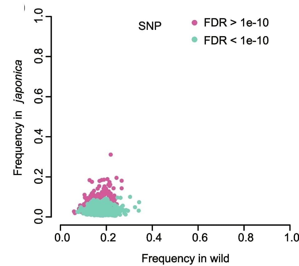 Open access visualization of Scatter Plot, SV, Indica Subspecies, Occurrence Frequencies