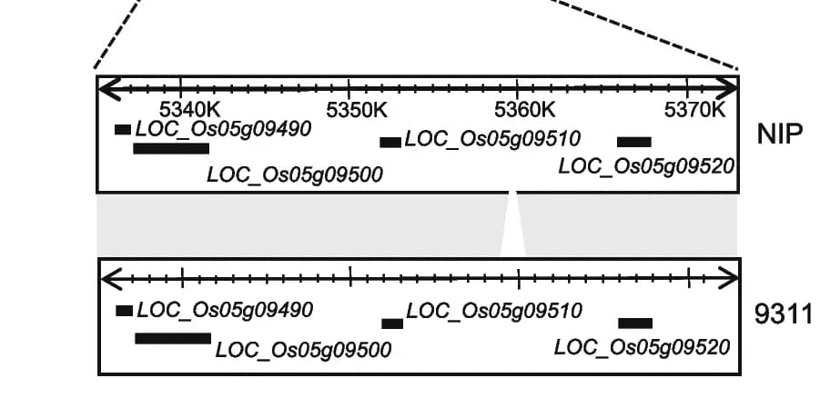 Open access visualization of Illustration, Structural Variants, Nipponbare, Rice Variety